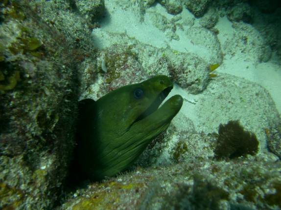 Uma grande moréia verde nos observa durante mergulho em Utila, ilha no litoral norte de Honduras